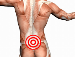 Bones and cartilage of the lumbar spine